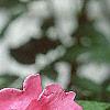 Rosa 'William Baffin', flowers