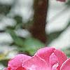 Rosa 'William Baffin', flowers