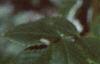 Rosa 'William Baffin', fruit