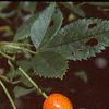 Rosa 'William Baffin', fruit