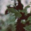 Rosa 'William Baffin', fruit