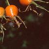 Rosa 'William Baffin', fruit