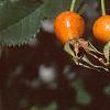 Rosa 'William Baffin', fruit