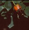 Rosa 'William Baffin', fruit