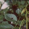 Rosa 'William Baffin', fruit