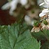 Rubus allegheniensis, flowers