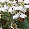 Rubus allegheniensis, flowers