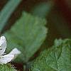 Rubus allegheniensis, flowers