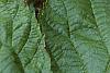 Rubus allegheniensis, flowers
