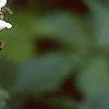 Rubus allegheniensis, flowers