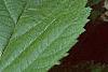 Rubus allegheniensis, flowers