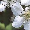 Rubus allegheniensis, flowers