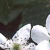 Rubus allegheniensis, flowers