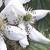 Rubus allegheniensis, flowers