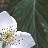 Rubus allegheniensis, flowers