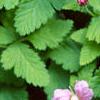 Rubus arcticus, habit