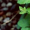 Rubus arcticus, habit