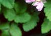 Rubus arcticus, habit