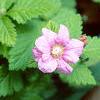 Rubus arcticus, habit