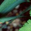 Rubus arcticus, habit