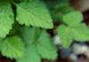 Rubus arcticus, habit
