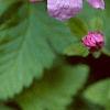 Rubus arcticus, flowers