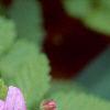 Rubus arcticus, flowers