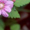 Rubus arcticus, flowers