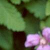 Rubus arcticus, flowers