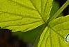 Rubus idaeus 'Aureus', leaves