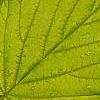 Rubus idaeus 'Aureus', leaves