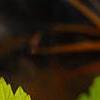 Rubus idaeus 'Aureus', leaves