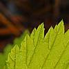 Rubus idaeus 'Aureus', leaves
