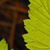 Rubus idaeus 'Aureus', leaves