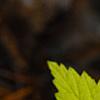Rubus idaeus 'Aureus', leaves