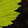 Rubus idaeus 'Aureus', leaves