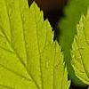 Rubus idaeus 'Aureus', leaves