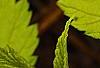 Rubus idaeus 'Aureus', leaves