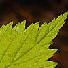 Rubus idaeus 'Aureus', leaves