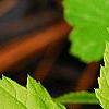 Rubus idaeus 'Aureus', leaves