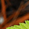 Rubus idaeus 'Aureus', leaves