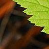 Rubus idaeus 'Aureus', leaves