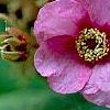 Rubus odoratus, flowers