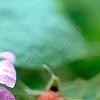 Rubus odoratus, flowers