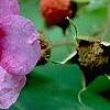 Rubus odoratus, flowers