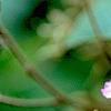 Rubus odoratus, flowers