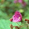 Rubus odoratus, flowers
