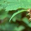Rubus odoratus, flowers