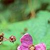 Rubus odoratus, flowers
