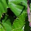 Rubus ulmifolius, leaves